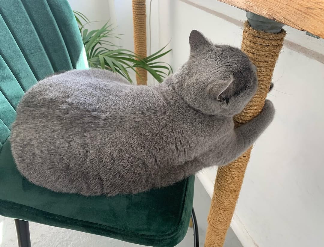 Post 10 by Pudding (RIP) & Georgie (RIP) on Instagram (carousel)