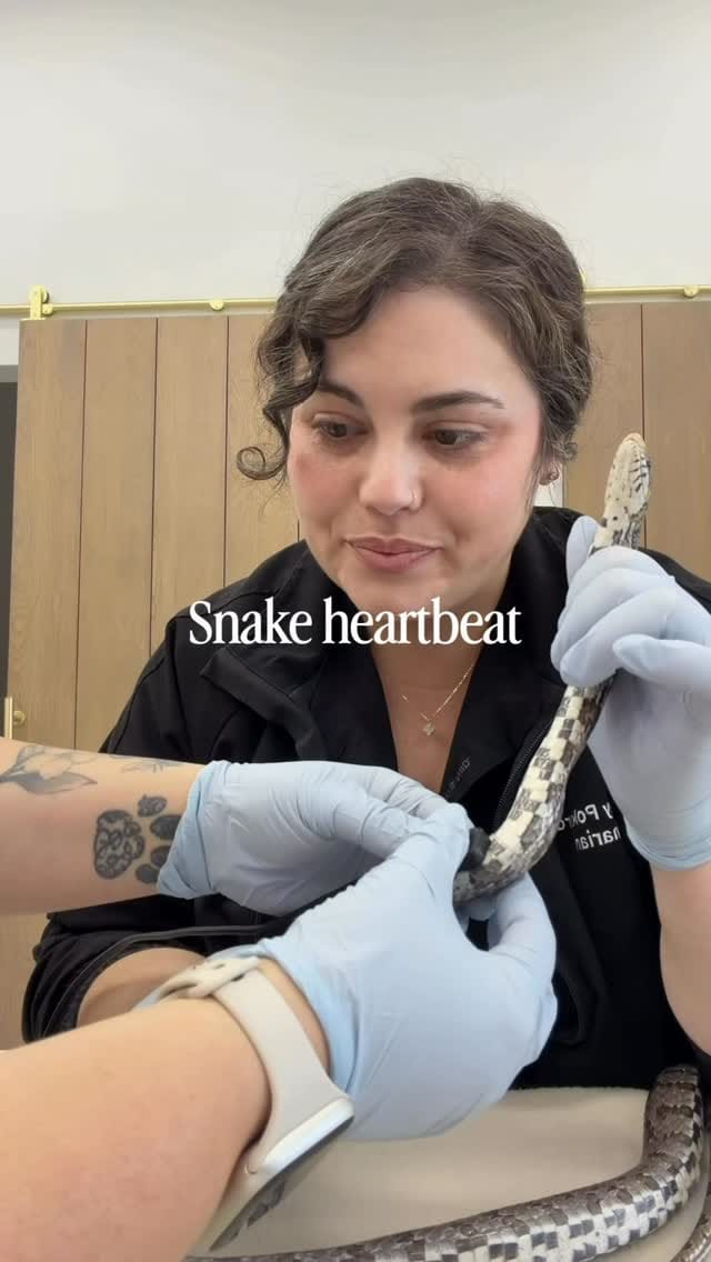 Post 5 by Dr. Sydney Pokard | Veterinarian 🐾 on Instagram (video)