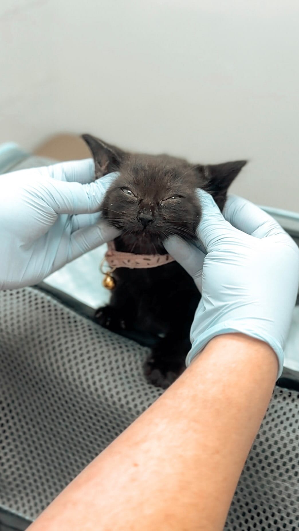Post 6 by Dr. Sydney Pokard | Veterinarian 🐾 on Instagram (video)