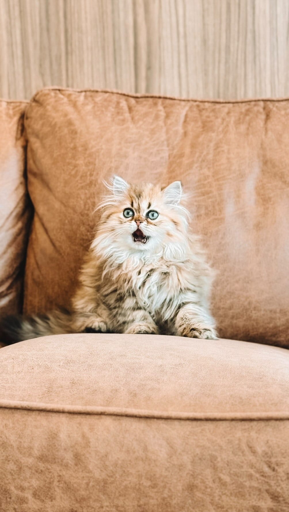 Post 8 by Dr. Sydney Pokard | Veterinarian 🐾 on Instagram (video)