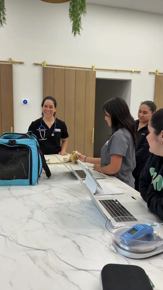 Post 1 by Dr. Sydney Pokard | Veterinarian 🐾 on Instagram (video)