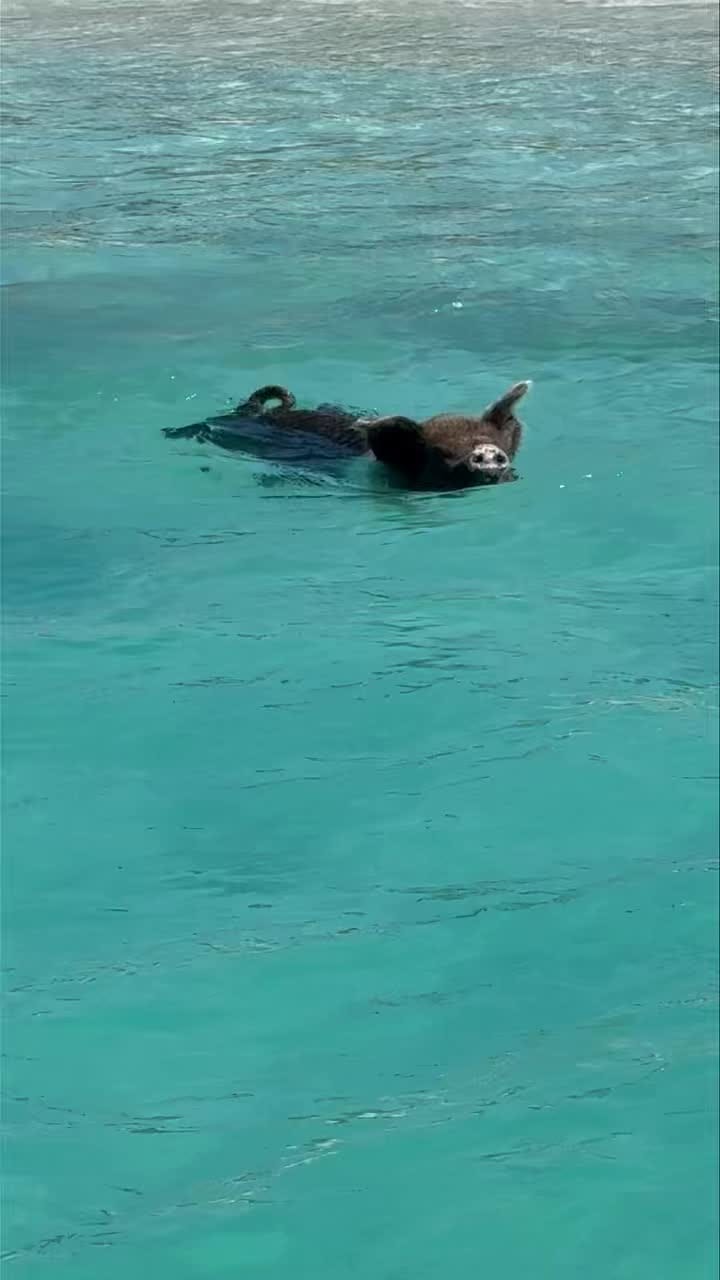 Post 5 by Janet Roach on Instagram (video)