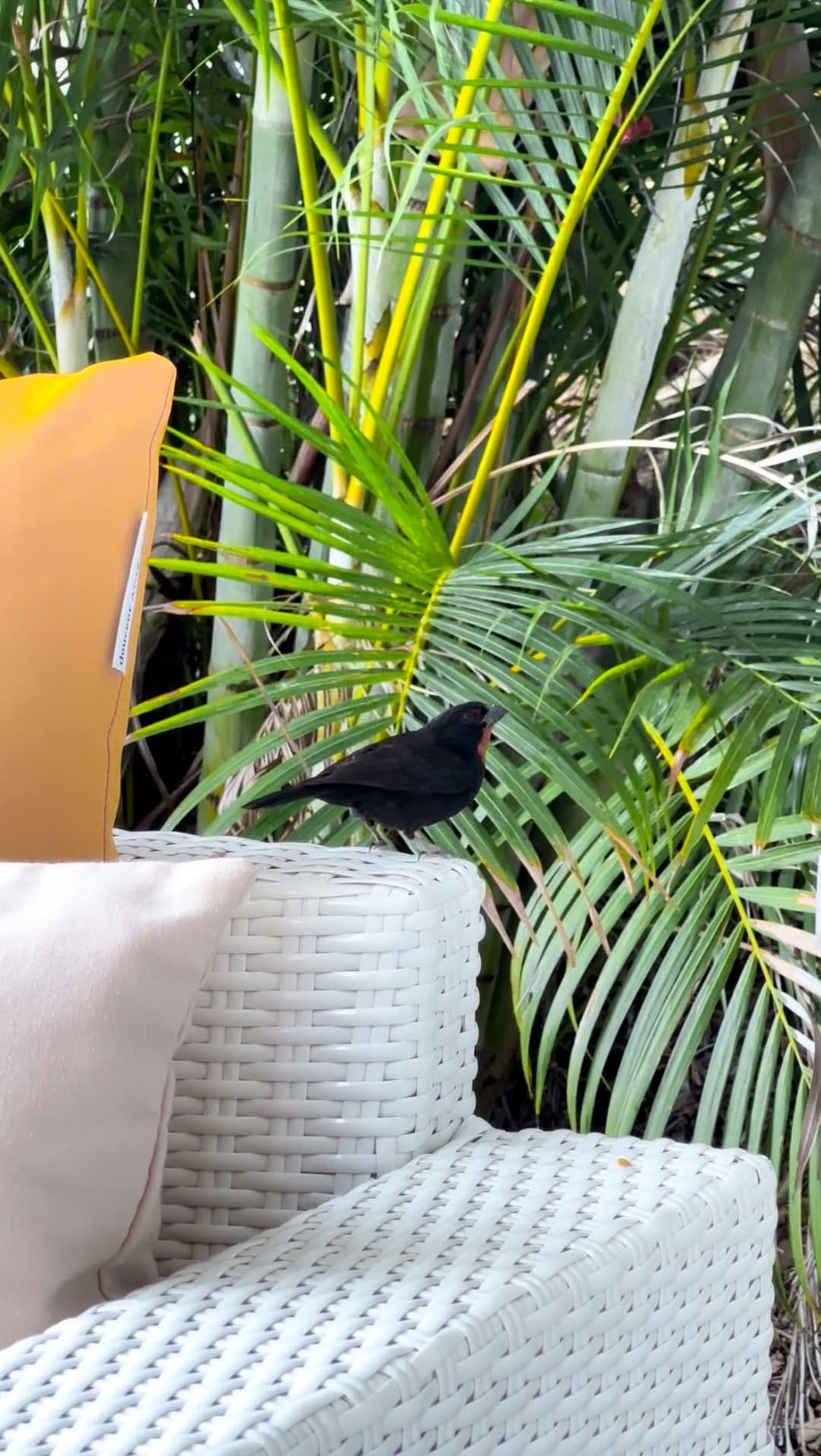 Post 2 by Exotic Villas Martinique ☀️ Slow Life au Diamant 🌴 on Instagram (video)
