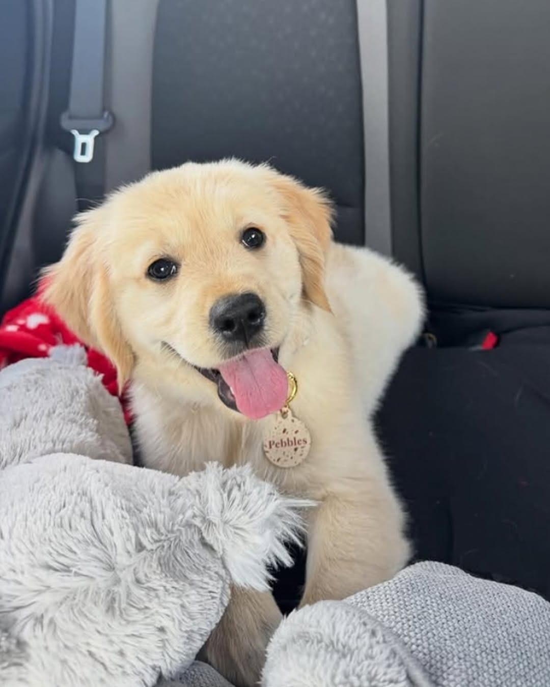 Post 9 by Bailey&Bone | Pet Accessories on Instagram (carousel)
