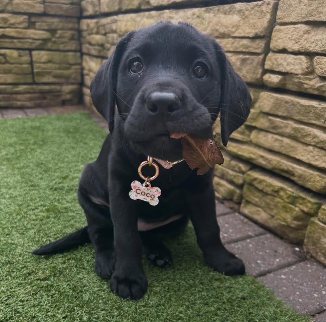 Post 8 by Bailey&Bone | Pet Accessories on Instagram (image)