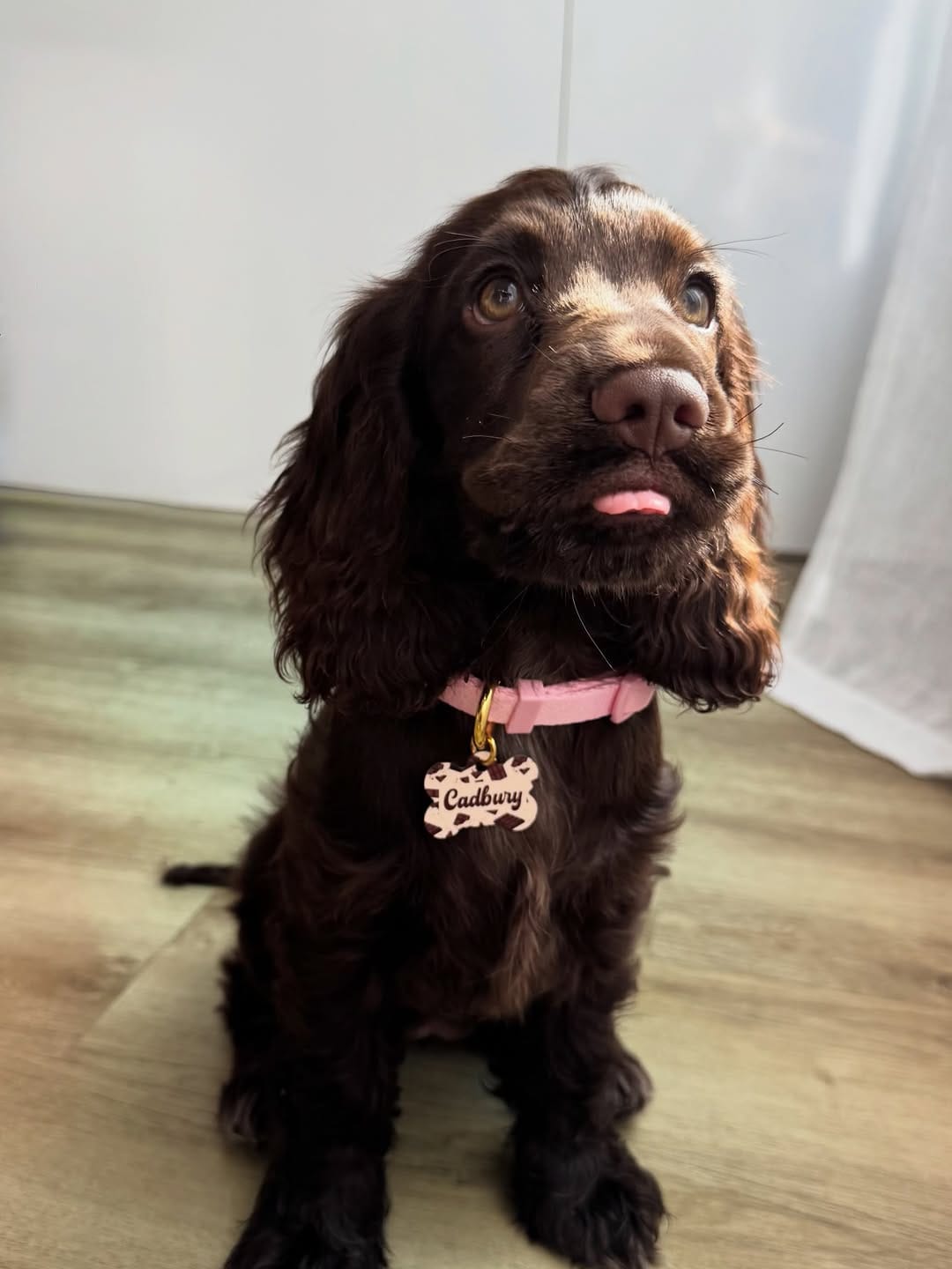 Post 7 by Bailey&Bone | Pet Accessories on Instagram (carousel)