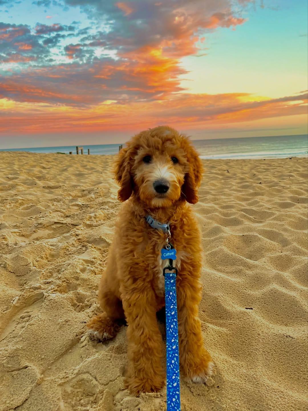 Post 1 by Bailey&Bone | Pet Accessories on Instagram (image)
