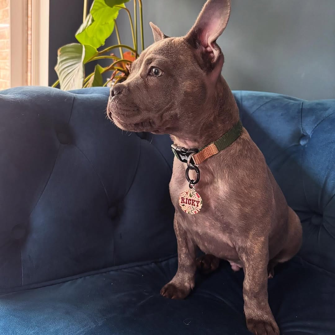 Post 6 by Bailey&Bone | Pet Accessories on Instagram (image)