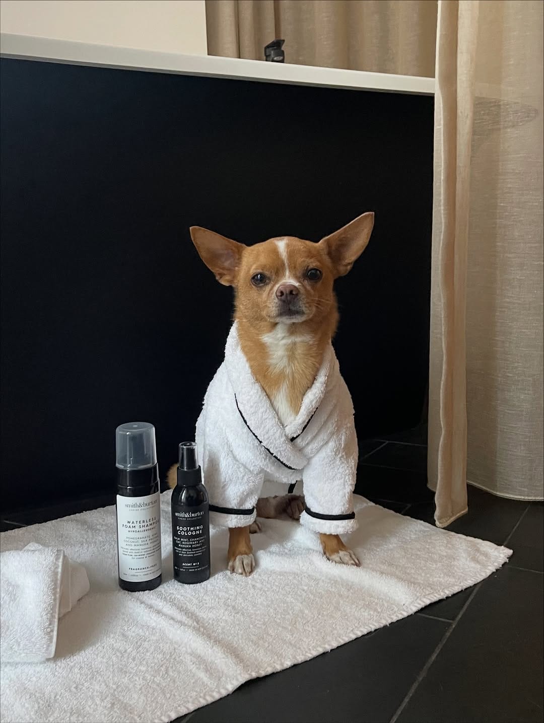 Post 8 by Eddie the Chihuahua 🐕 Cute Dog on Instagram (carousel)
