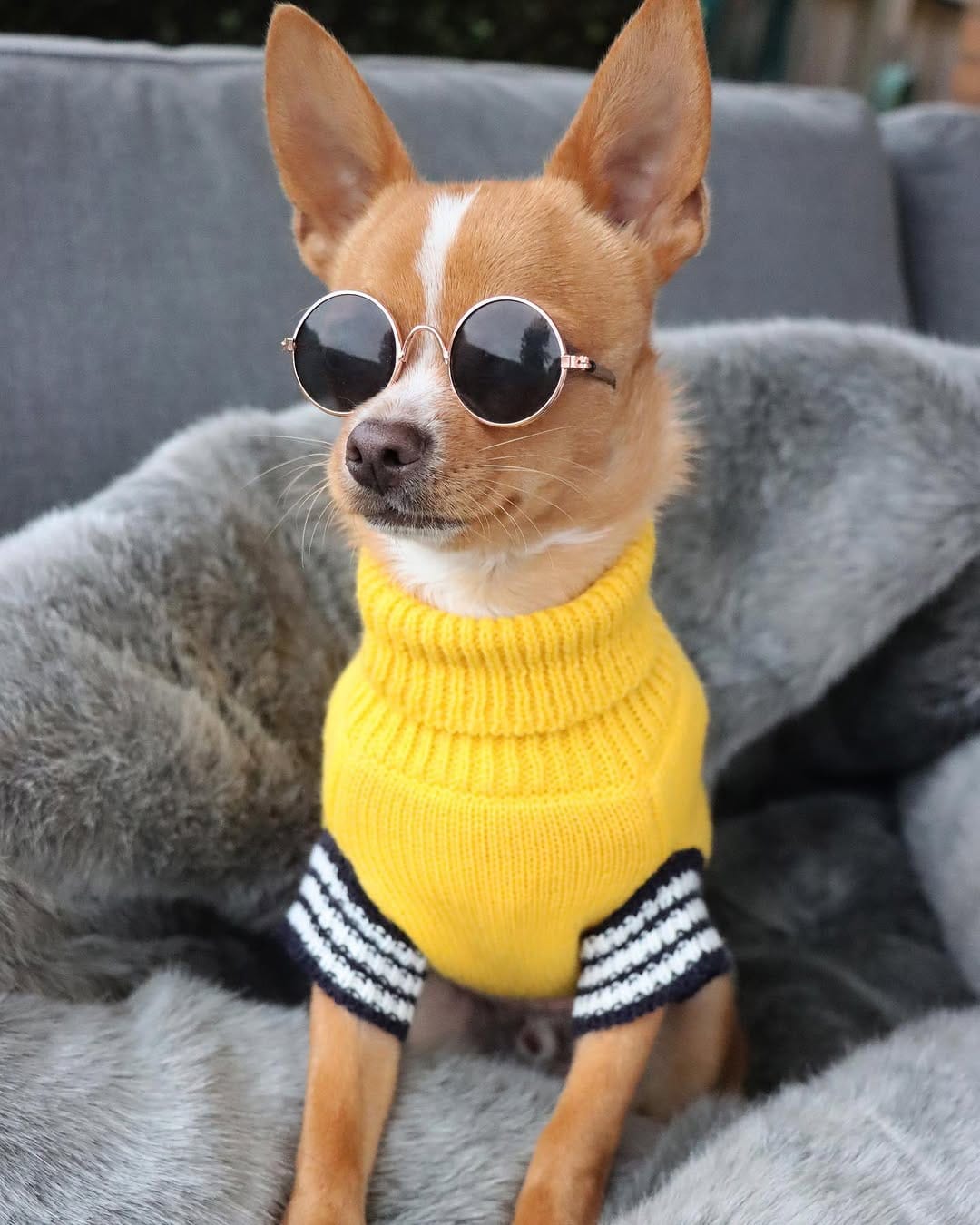 Post 10 by Eddie the Chihuahua 🐕 Cute Dog on Instagram (image)