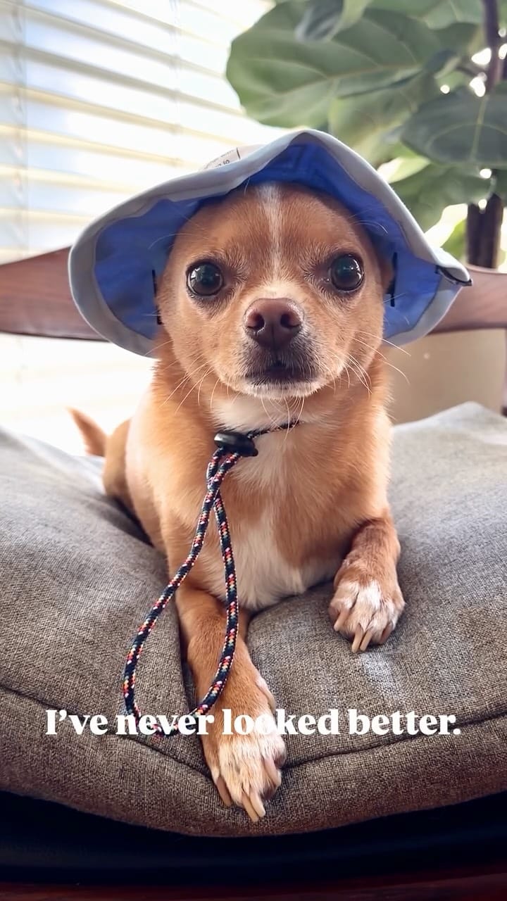 Post 1 by Eddie the Chihuahua 🐕 Cute Dog on Instagram (video)