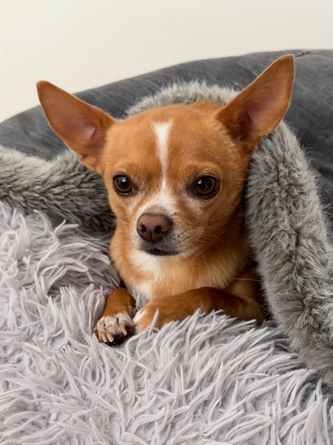 Post 7 by Eddie the Chihuahua 🐕 Cute Dog on Instagram (carousel)