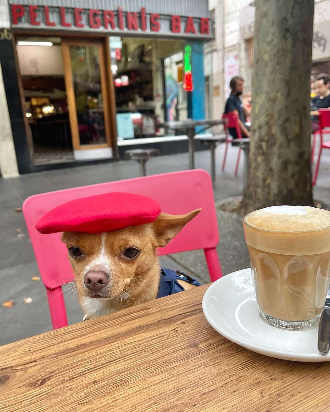 Post 9 by Eddie the Chihuahua 🐕 Cute Dog on Instagram (image)