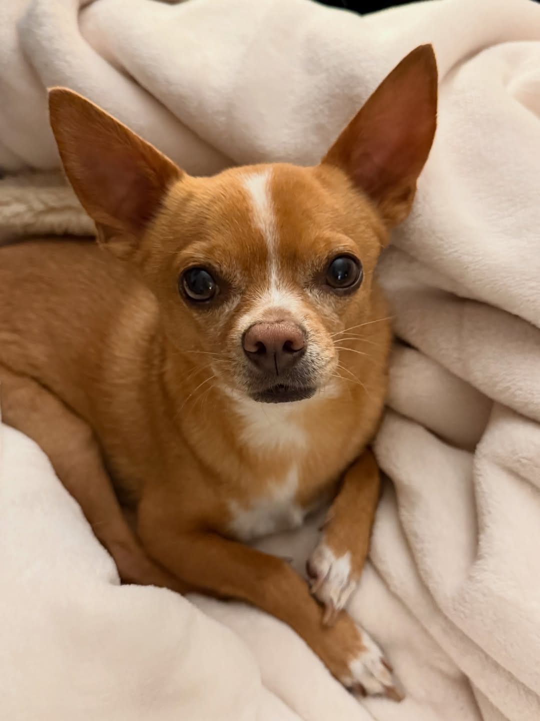 Post 2 by Eddie the Chihuahua 🐕 Cute Dog on Instagram (carousel)