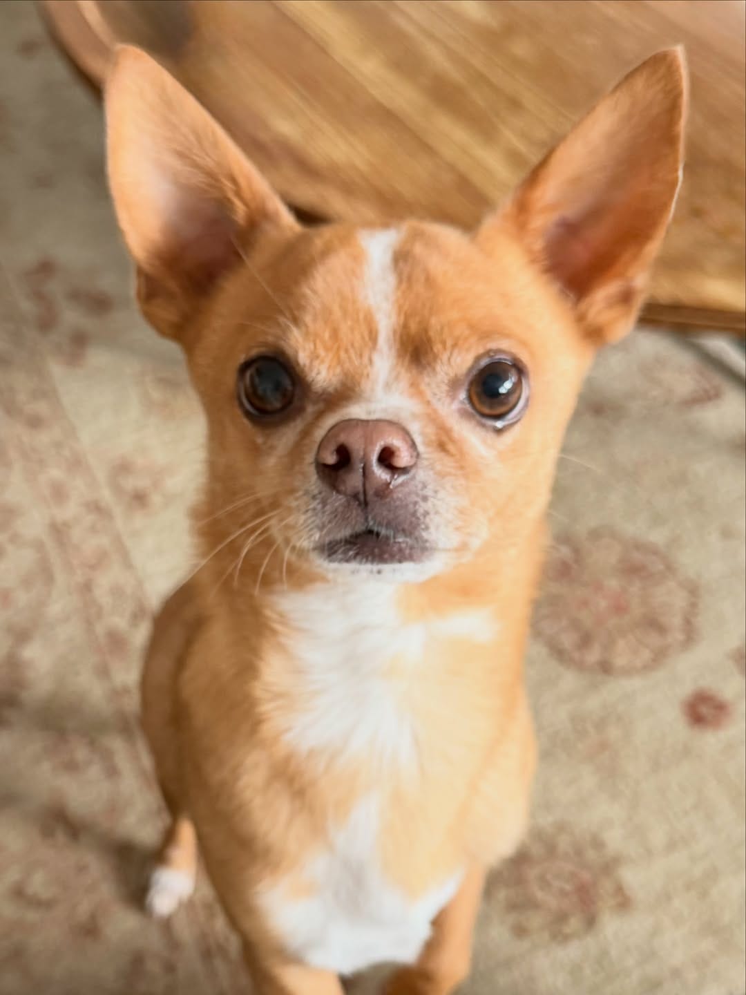 Post 5 by Eddie the Chihuahua 🐕 Cute Dog on Instagram (image)