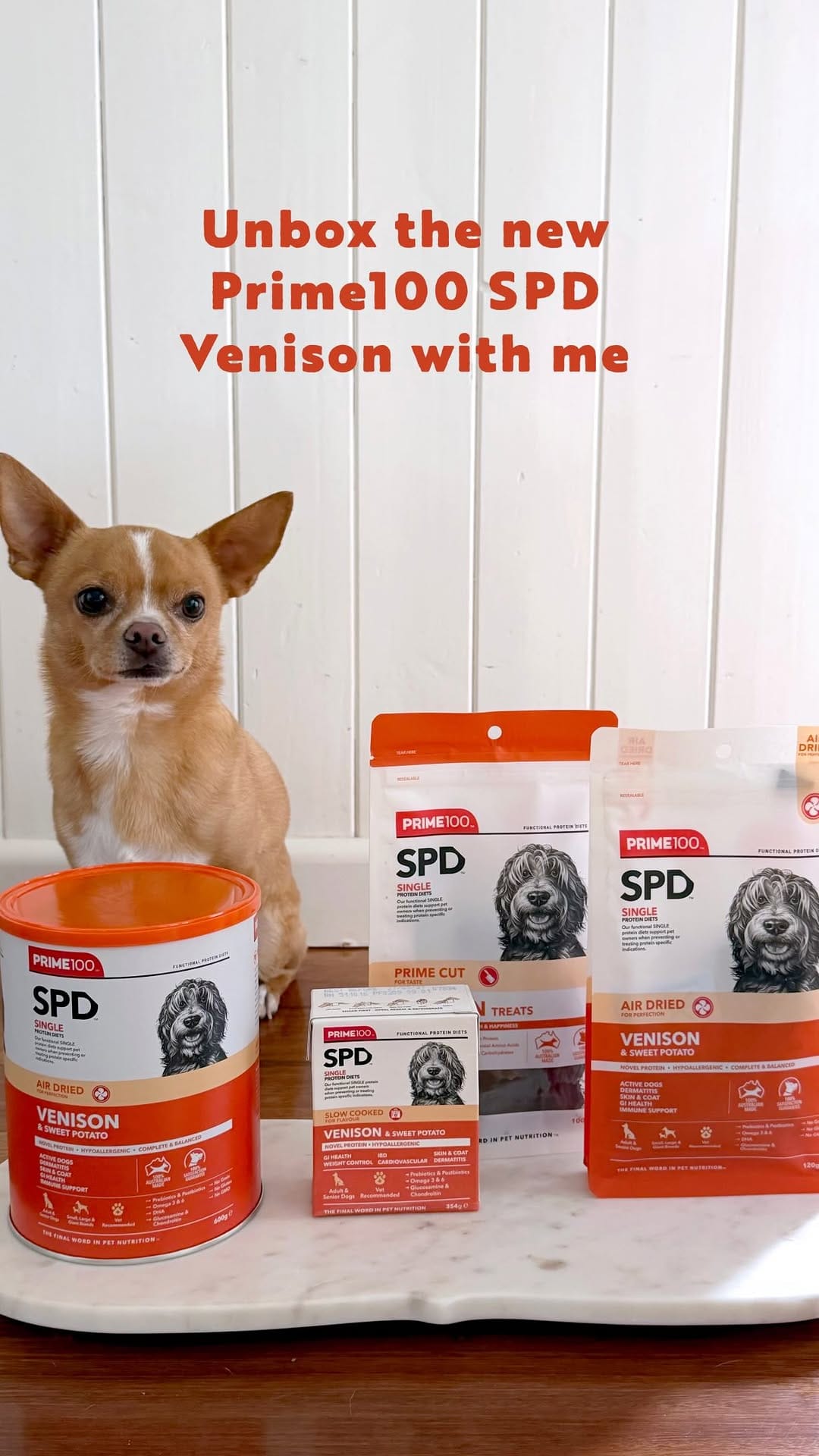 Post 4 by Eddie the Chihuahua 🐕 Cute Dog on Instagram (video)