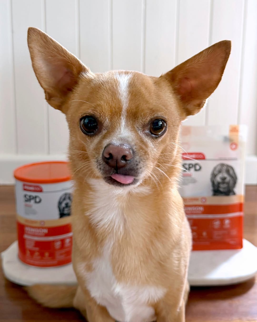 Post 6 by Eddie the Chihuahua 🐕 Cute Dog on Instagram (carousel)