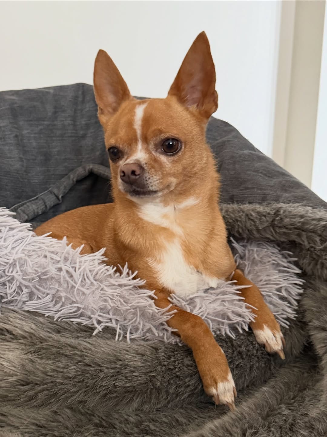 Post 3 by Eddie the Chihuahua 🐕 Cute Dog on Instagram (image)