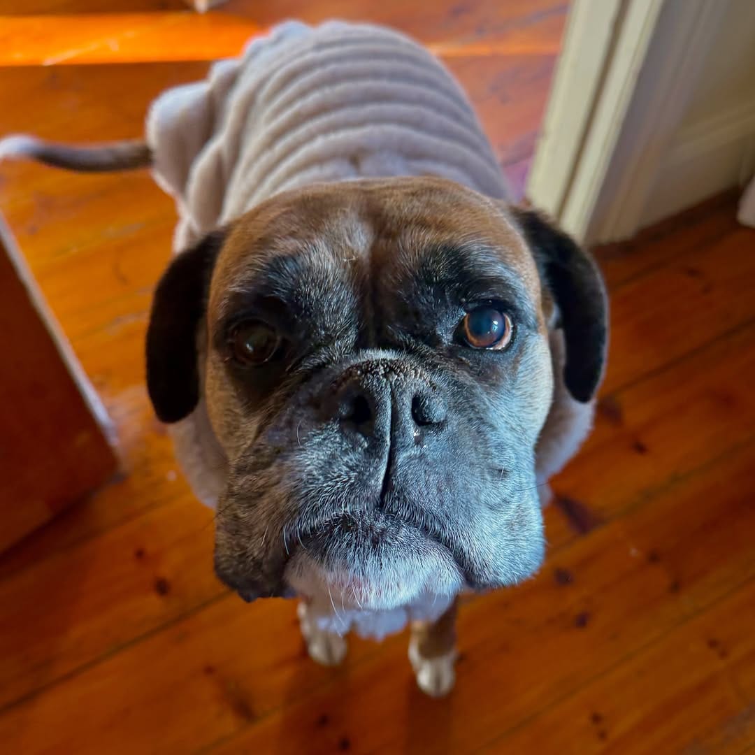 Post 1 by Sits With Pets on Instagram (carousel)