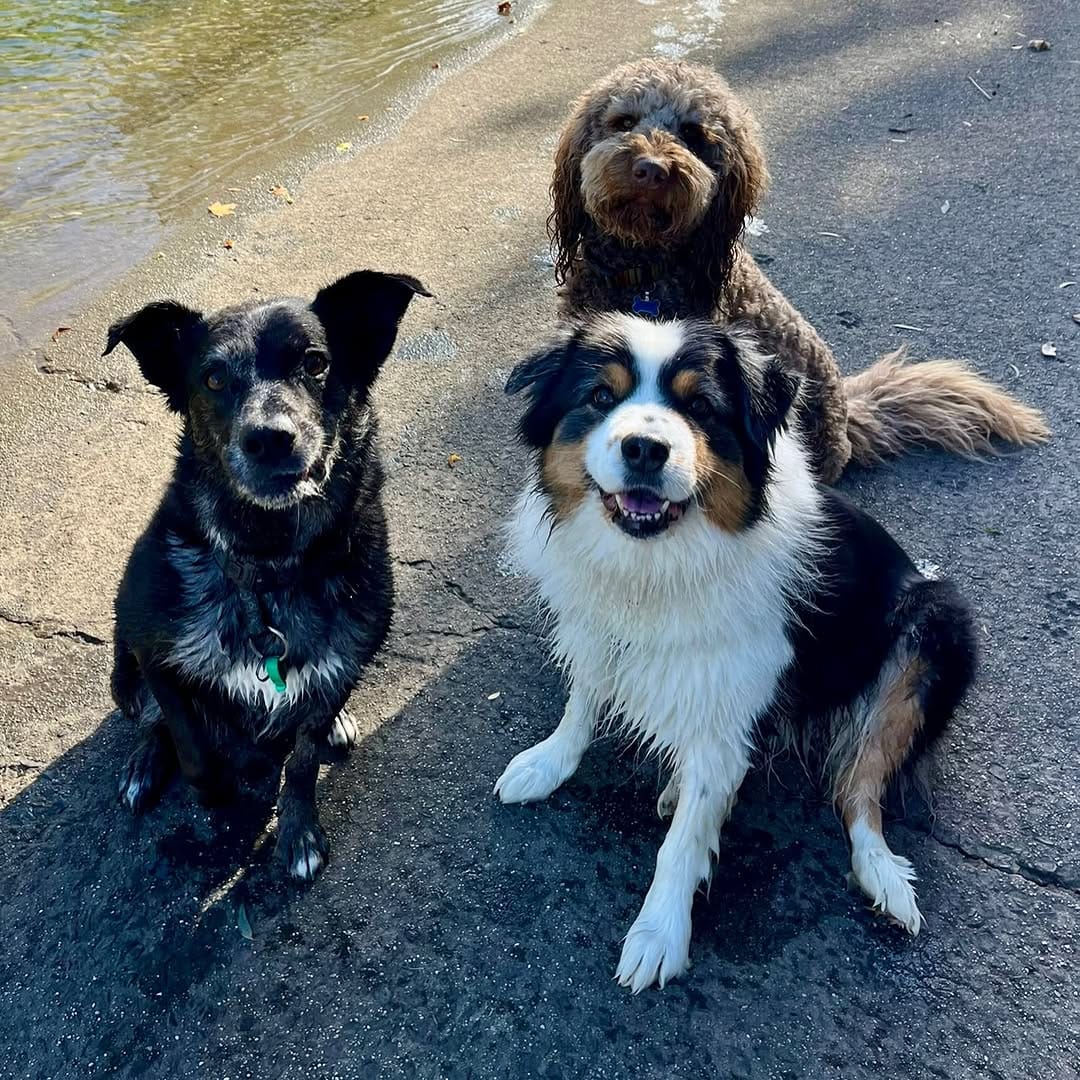 Post 9 by Sits With Pets on Instagram (carousel)