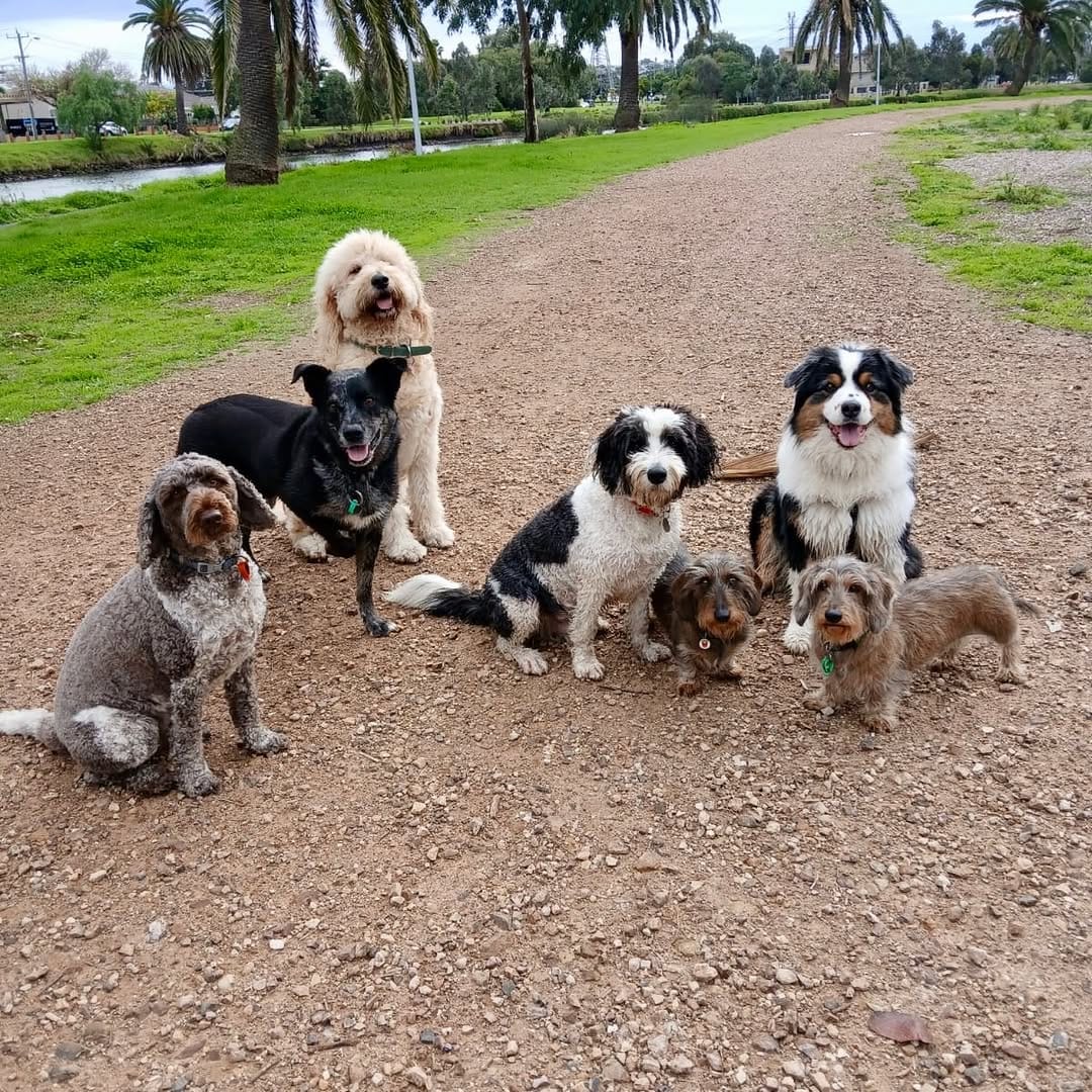 Post 8 by Sits With Pets on Instagram (carousel)
