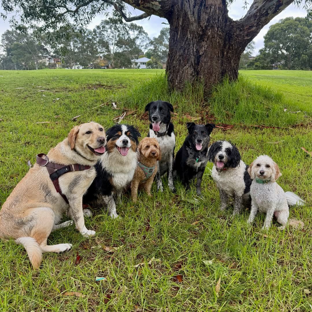 Post 3 by Sits With Pets on Instagram (carousel)
