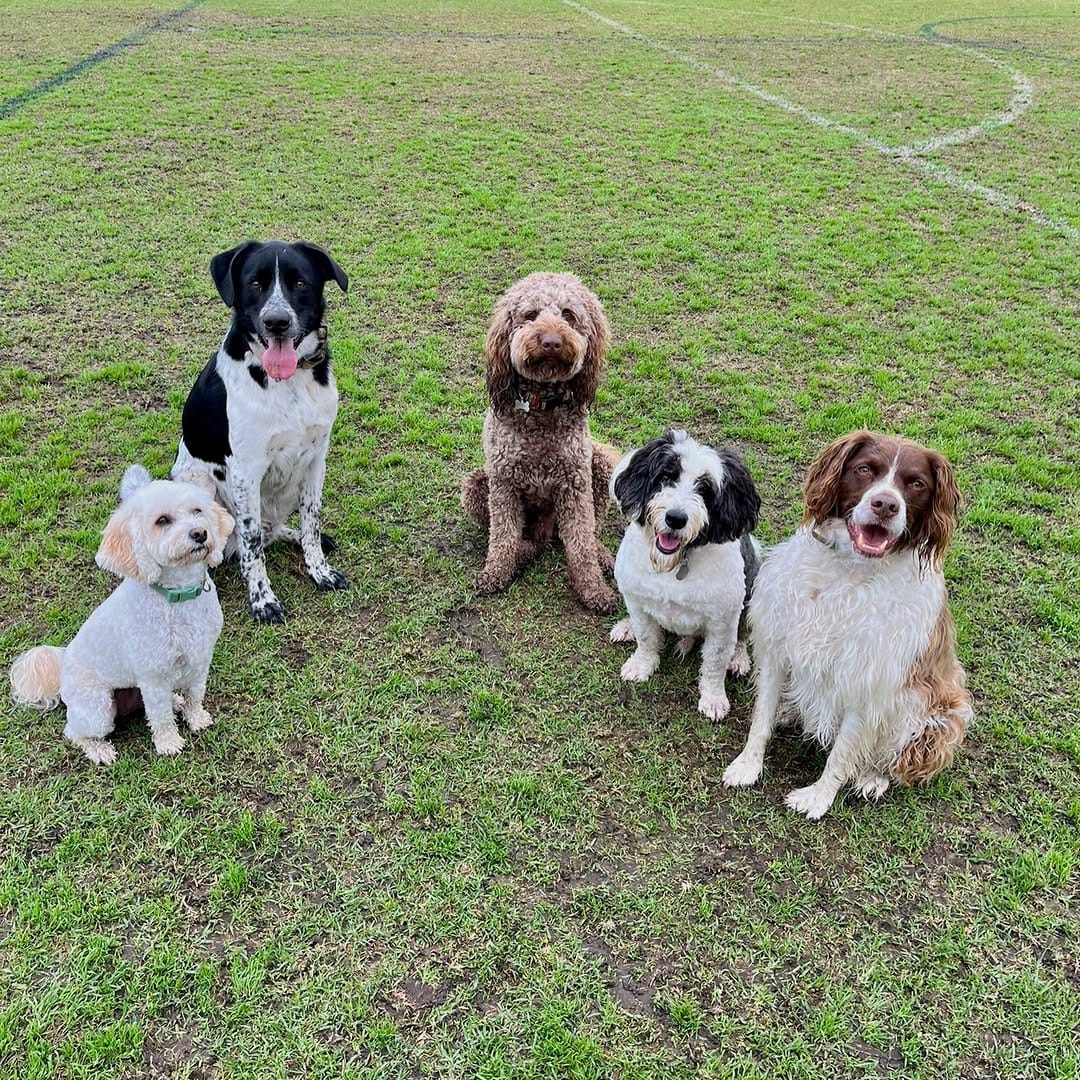 Post 10 by Sits With Pets on Instagram (carousel)
