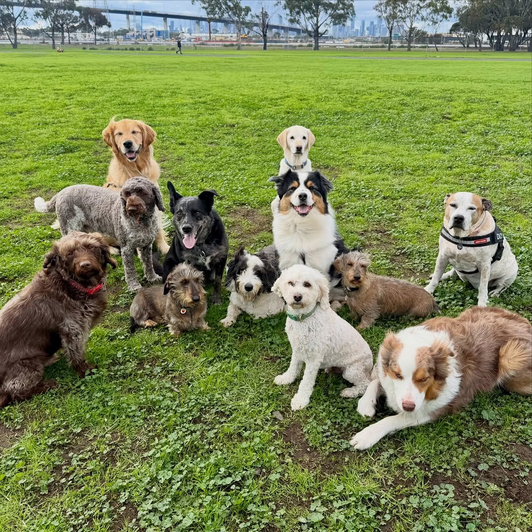 Post 5 by Sits With Pets on Instagram (carousel)