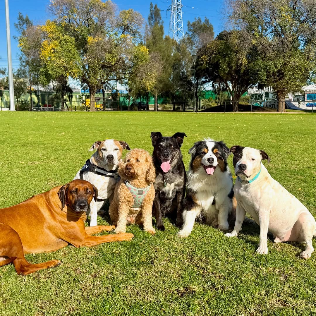 Post 2 by Sits With Pets on Instagram (carousel)