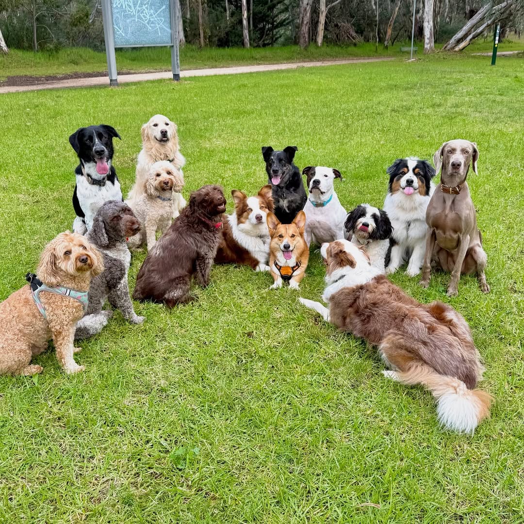 Post 7 by Sits With Pets on Instagram (carousel)