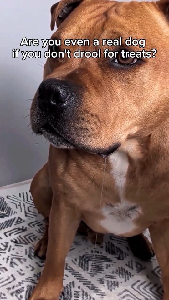 Post 4 by Bugsy Holistic Pet Products on Instagram (video)