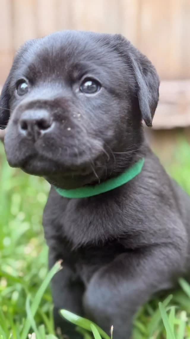 Post 9 by Bugsy Holistic Pet Products on Instagram (video)