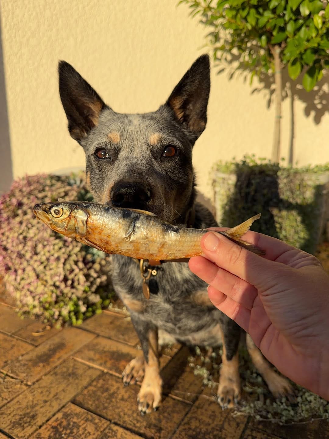 Post 2 by Bugsy Holistic Pet Products on Instagram (carousel)