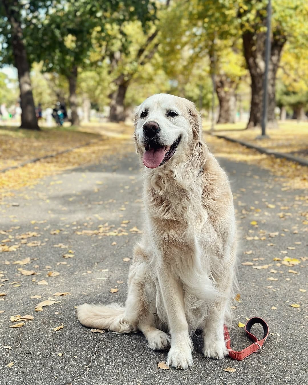 Post 8 by Cooper Anton ❤️🐾 on Instagram (image)