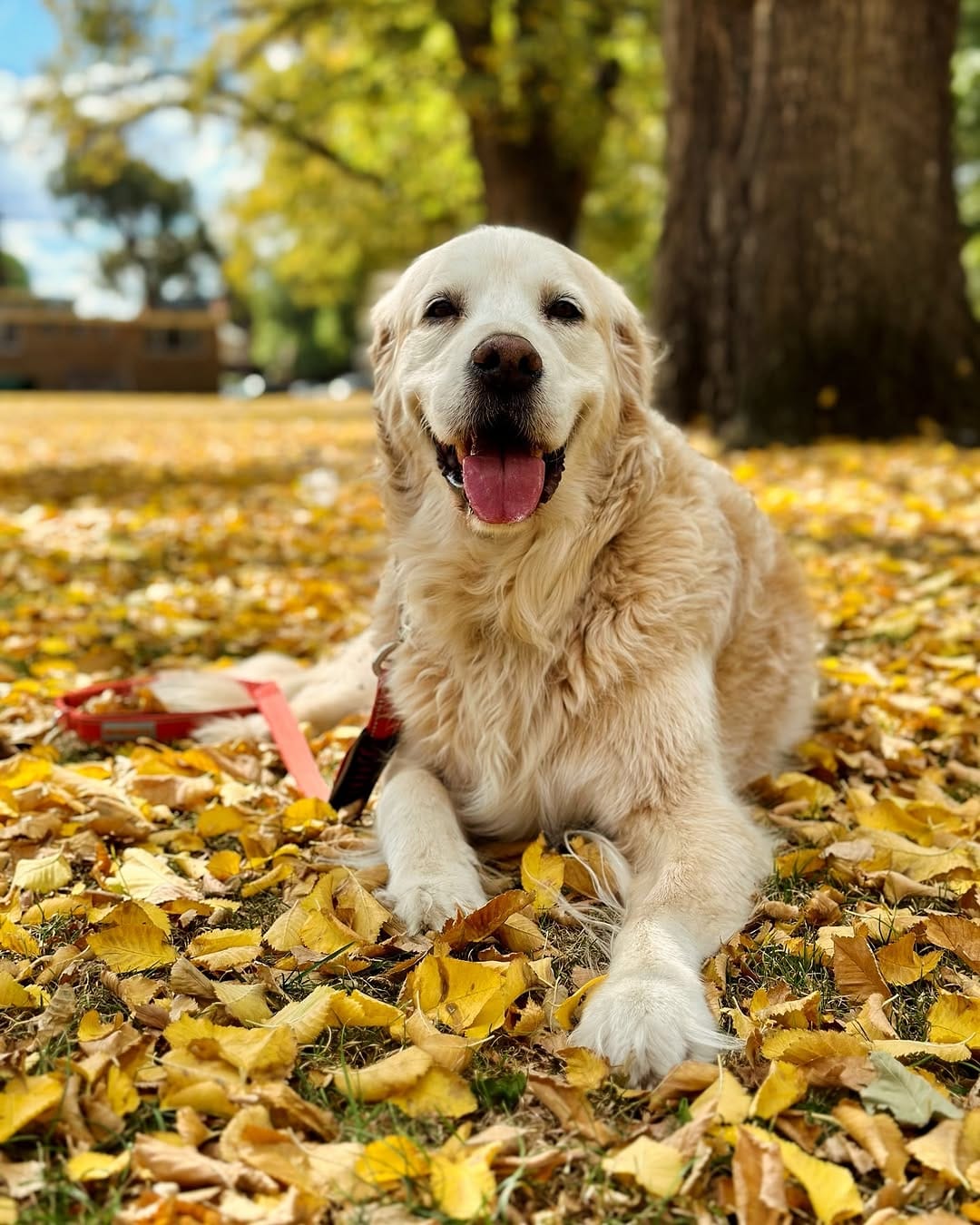 Post 9 by Cooper Anton ❤️🐾 on Instagram (image)