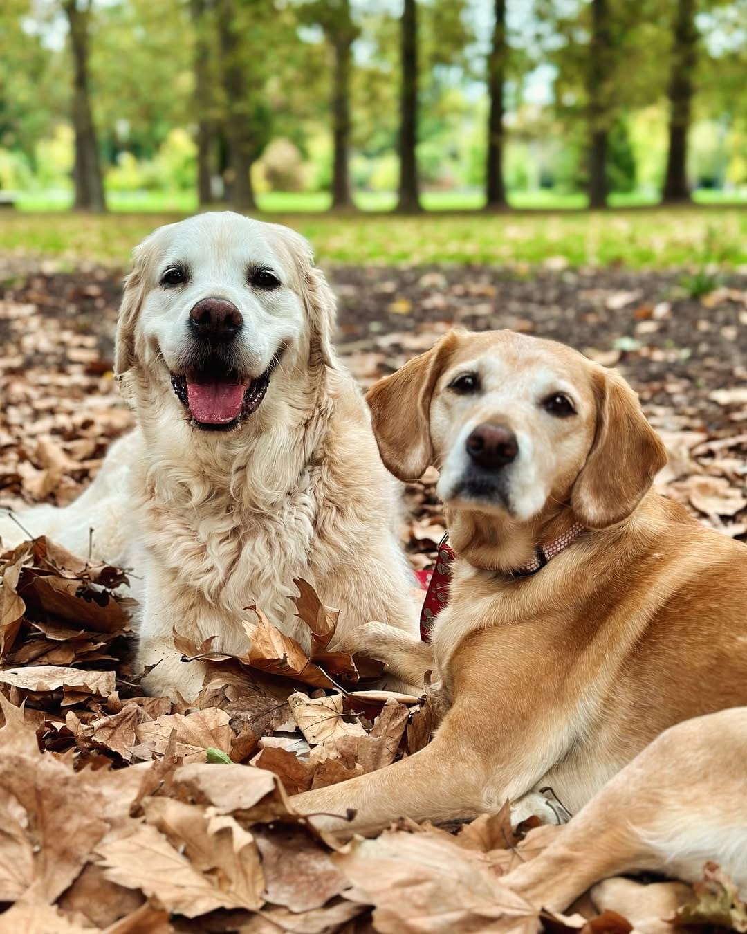 Post 6 by Cooper Anton ❤️🐾 on Instagram (image)