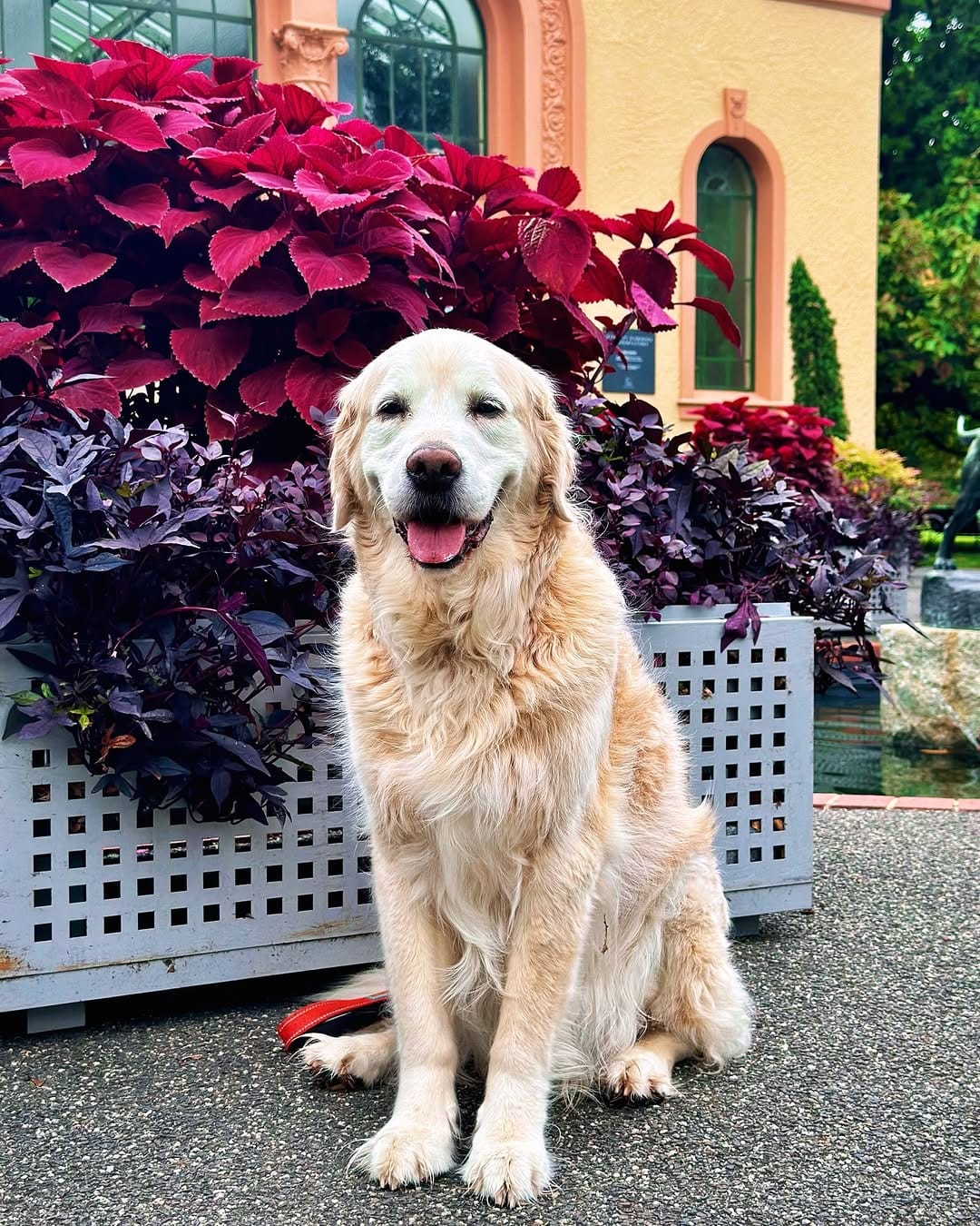 Post 3 by Cooper Anton ❤️🐾 on Instagram (image)