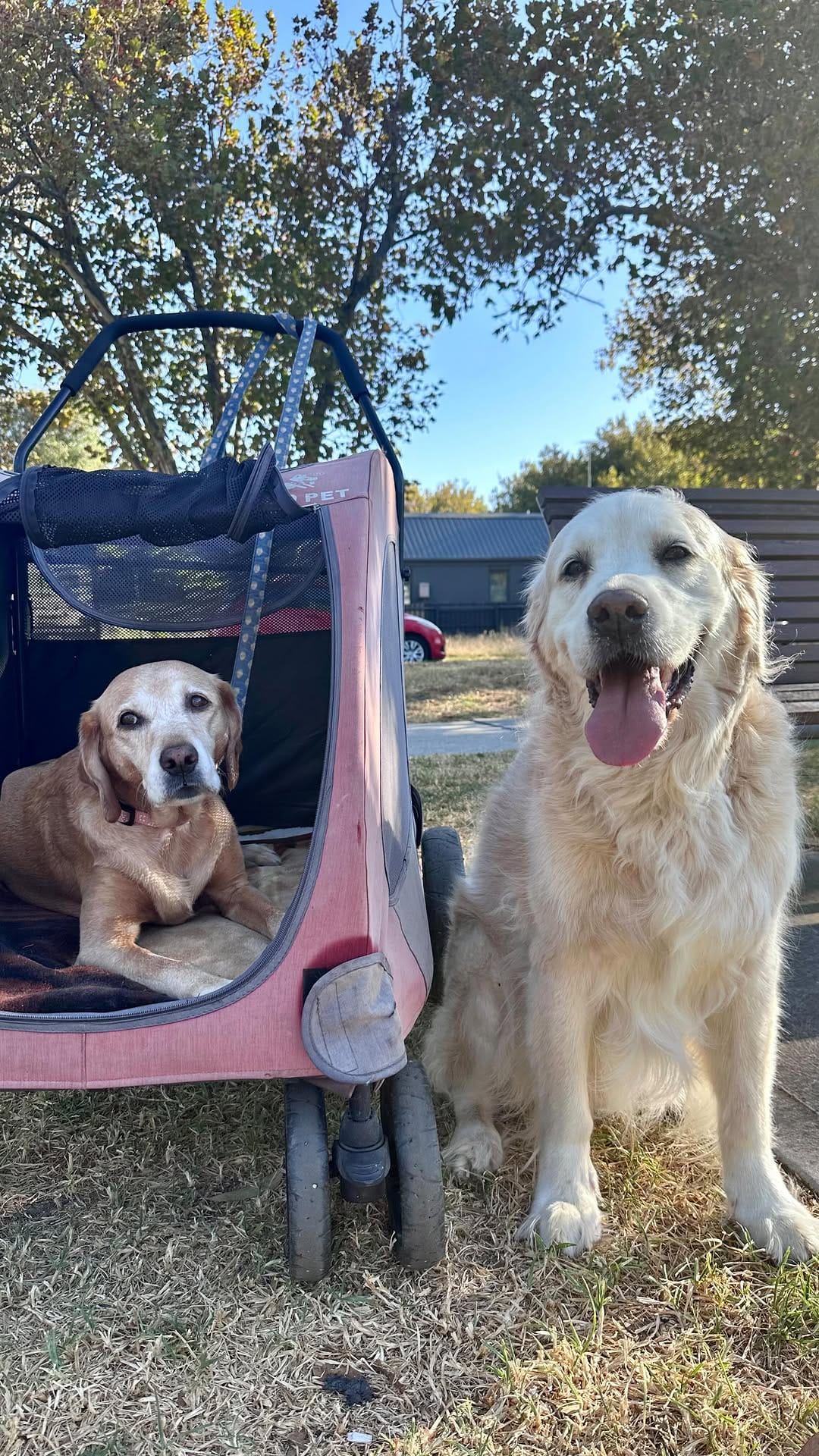 Post 10 by Cooper Anton ❤️🐾 on Instagram (video)