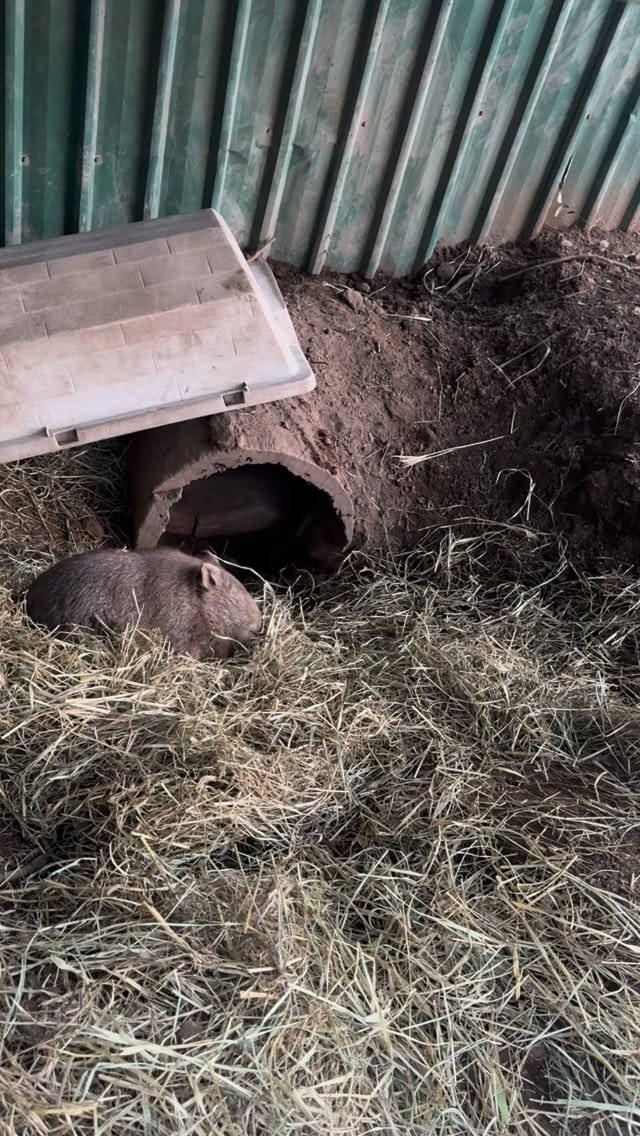 Post 1 by Roz Magrath Oam on Instagram (video)