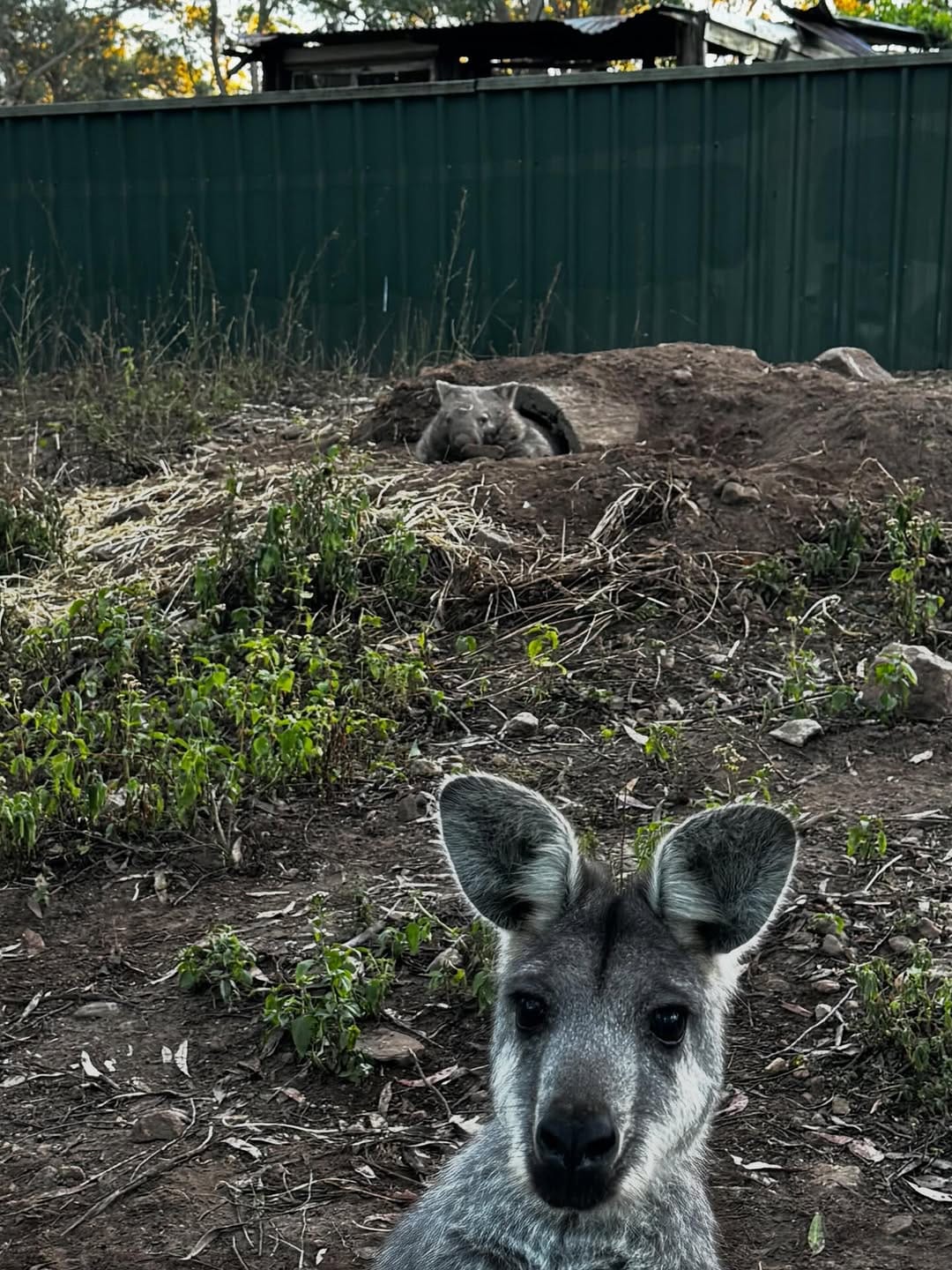 Post 7 by Roz Magrath Oam on Instagram (image)