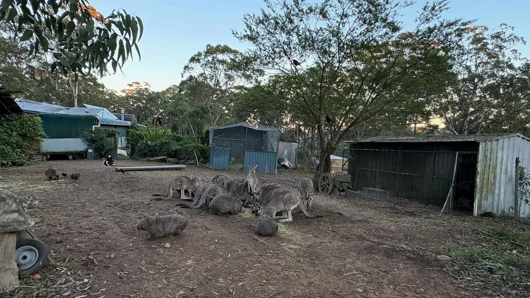 Post 2 by Roz Magrath Oam on Instagram (image)