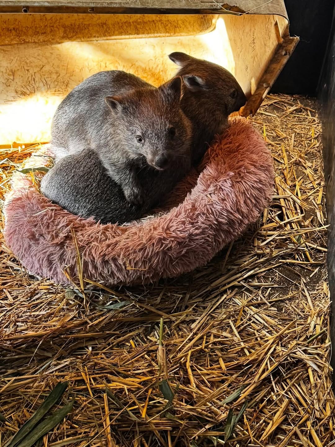 Post 8 by Roz Magrath Oam on Instagram (image)
