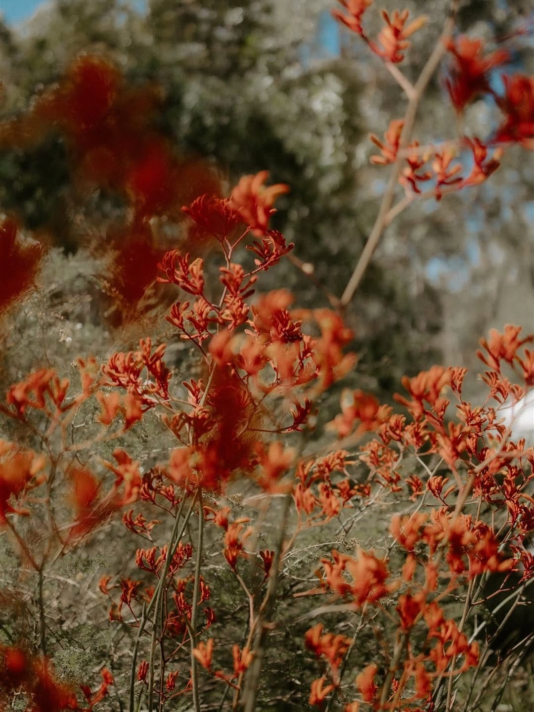 Post 6 by Wildwood | Kangaroo Valley on Instagram (carousel)