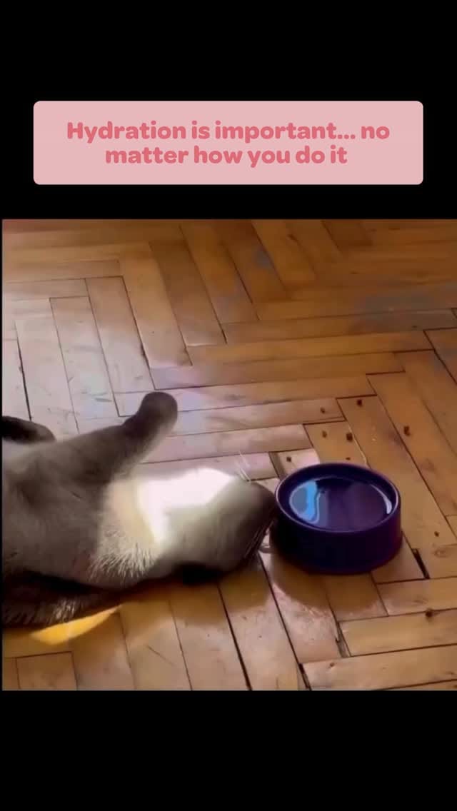 Post 5 by Cat Lovers Festival on Instagram (video)