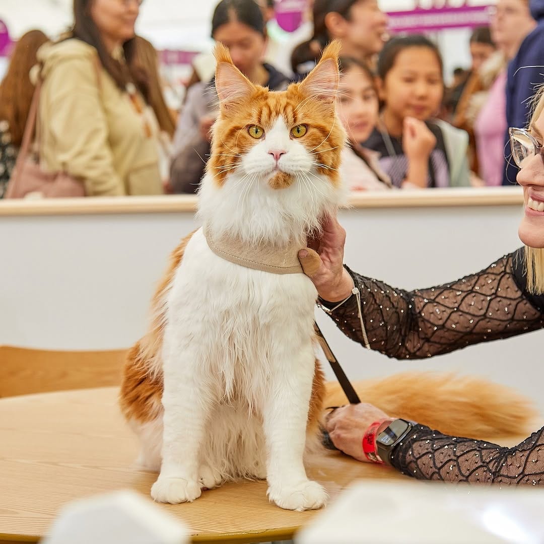 Post 10 by Cat Lovers Festival on Instagram (carousel)