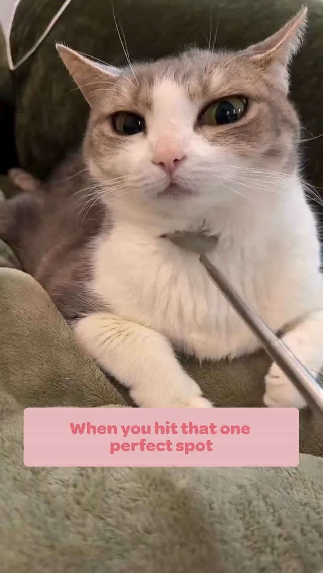 Post 4 by Cat Lovers Festival on Instagram (video)
