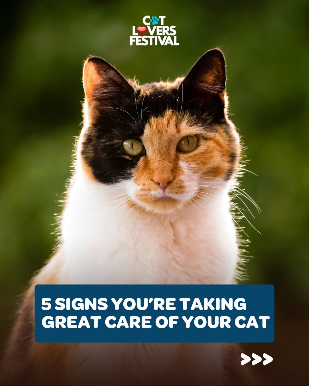 Post 2 by Cat Lovers Festival on Instagram (carousel)