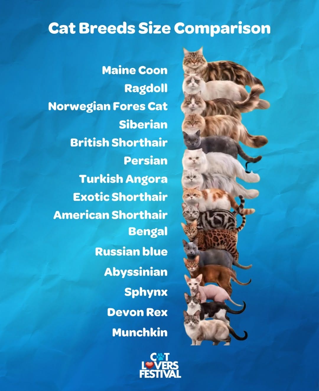 Post 6 by Cat Lovers Festival on Instagram (image)