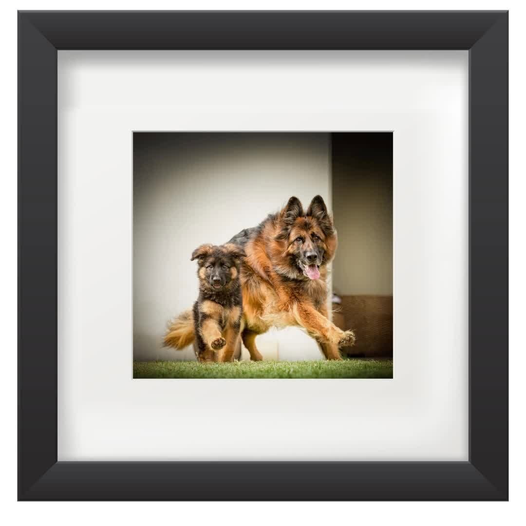 Post 6 by Shoot the Dog on Instagram (video)
