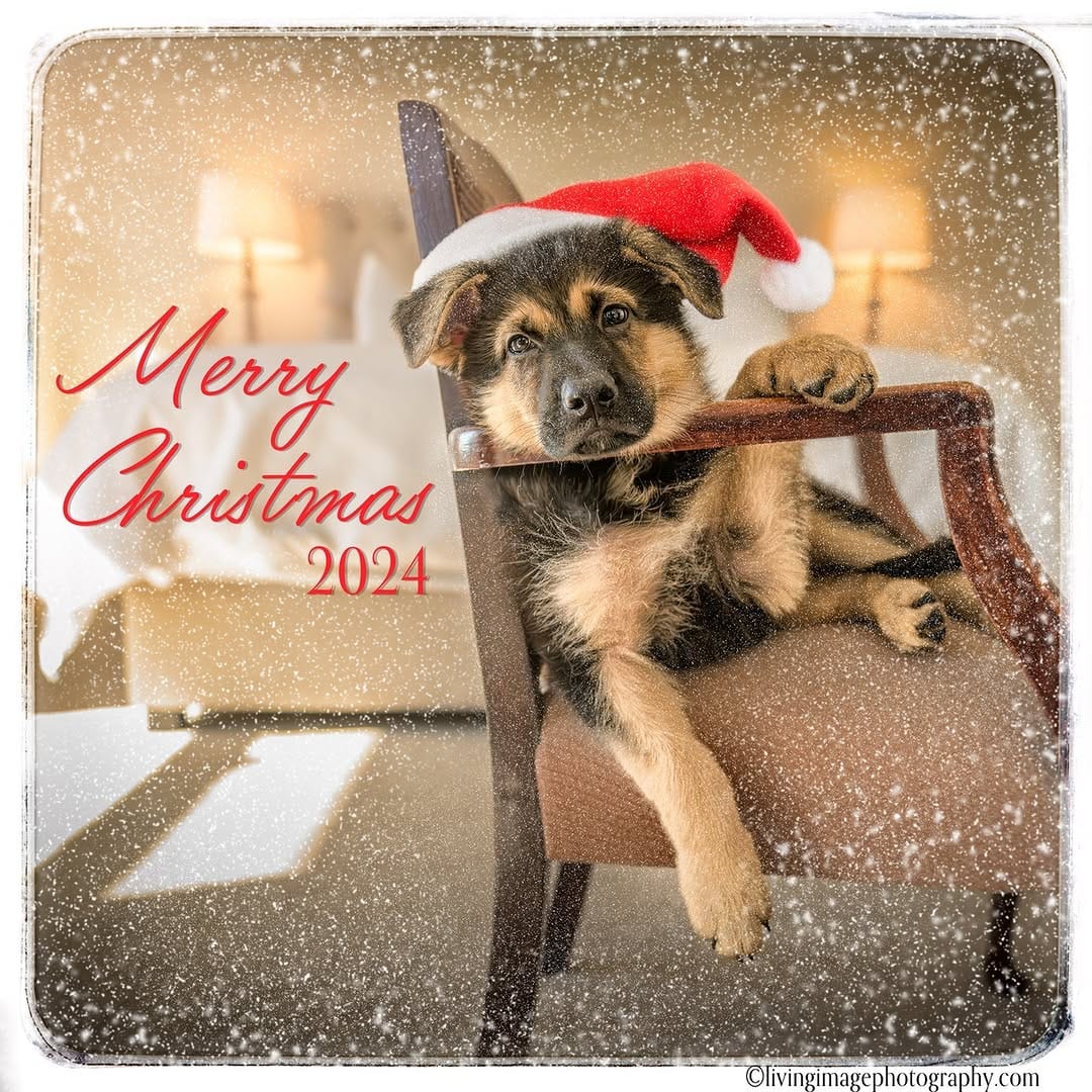 Post 9 by Shoot the Dog on Instagram (image)